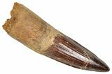 Fossil Spinosaurus Tooth - Real Dinosaur Tooth #348597-1